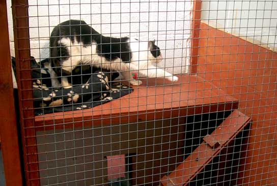 The Cat's Cottage at Greenbank