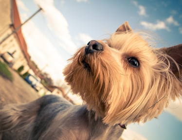 Marty the Yorkshire Terrier