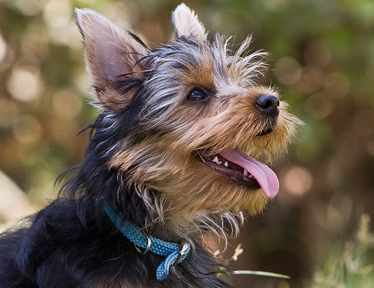 Sandy the West Highland Terrier