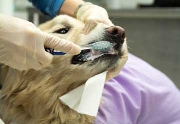 Looking after your pet's teeth